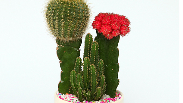 Cactus Profile