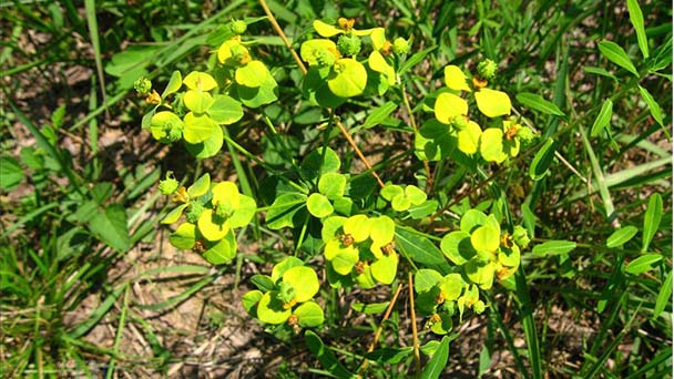 Euphorbia Profile