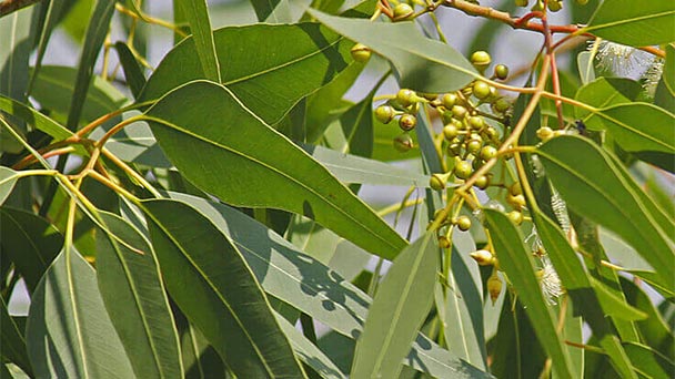 Eucalyptus Profile
