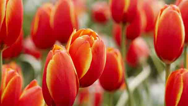 Tips for growing tulips indoors