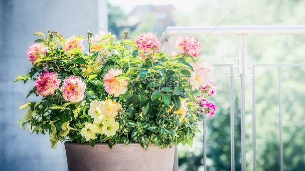 Suggestions about how to do container gardening