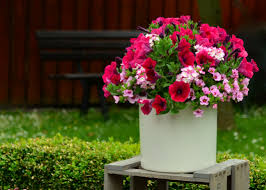 how to do container gardening