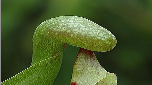 Cobra Lily Profile  