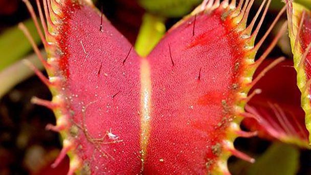Venus Flytrap (Dionaea Muscipula) Profile  