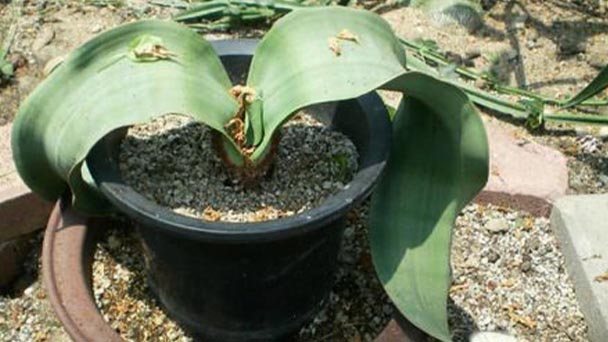 Welwitschiales