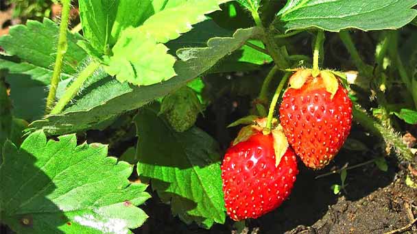 Best way to grow strawberries
