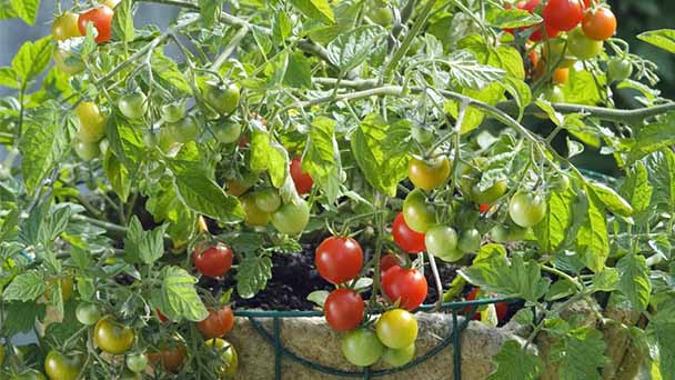 Skills for cherry tomato planting