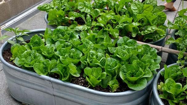 How to grow container vegetable gardening