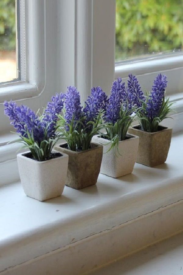 growing lavender indoors