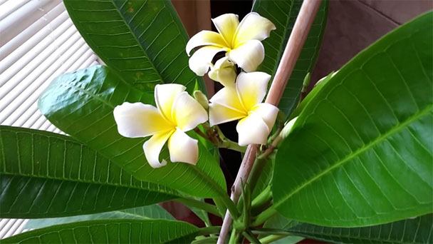 Skills for family growing plumeria indoors