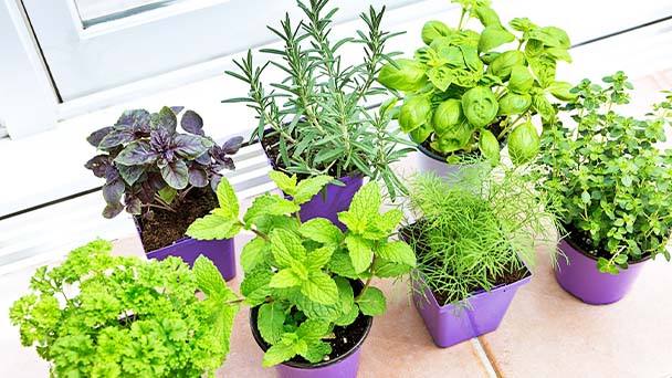 Several easy plants for indoor vegetable garden