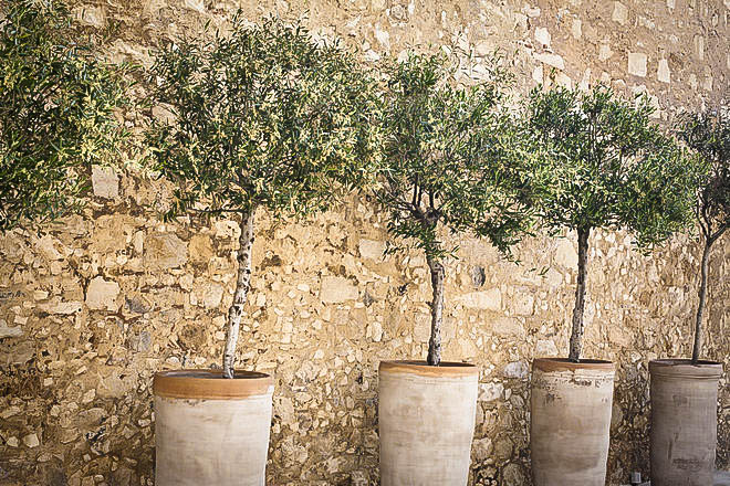 large trees in pots