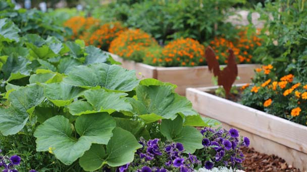 Raised bed vegetable gardening for beginners