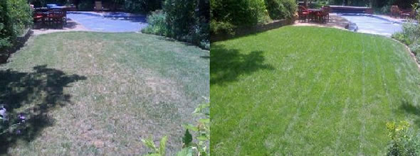 organic lawn treatment