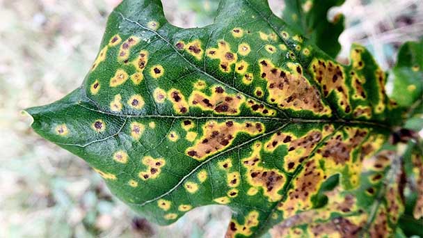 Symptoms and effects of the plant diseases caused by bacteria