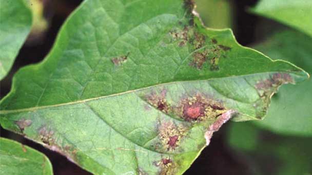 Varieties and symptoms of plant diseases caused by fungi