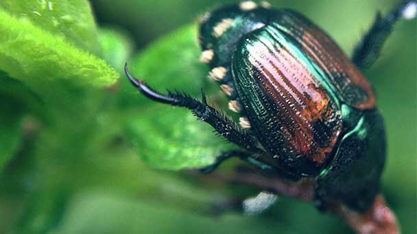 Types of garden beetles