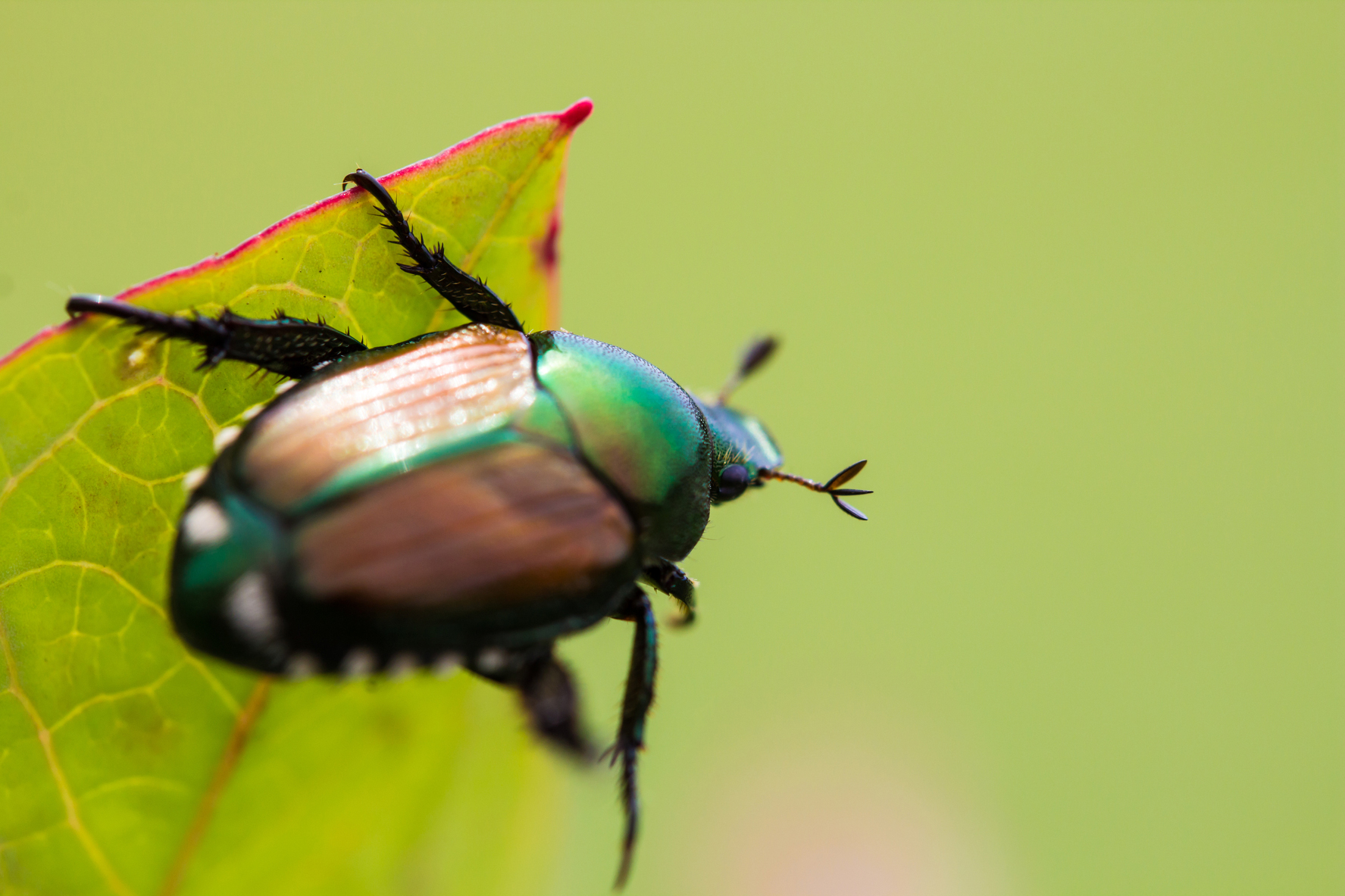 types of garden beetles