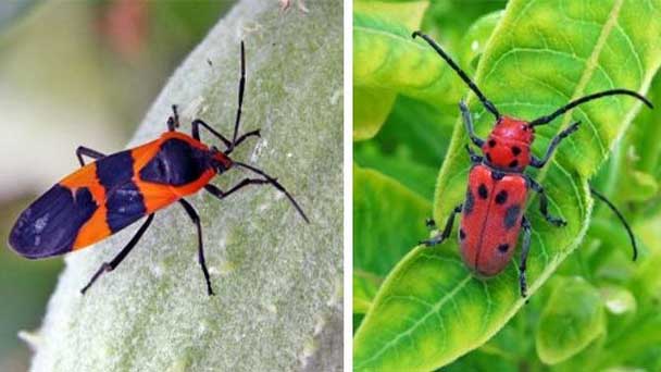Beneficial types of garden insects