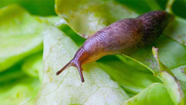 Types of garden slugs introduction