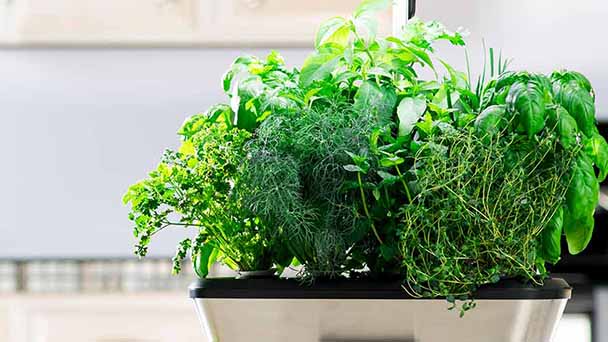 Indoor hydroponic garden ideas