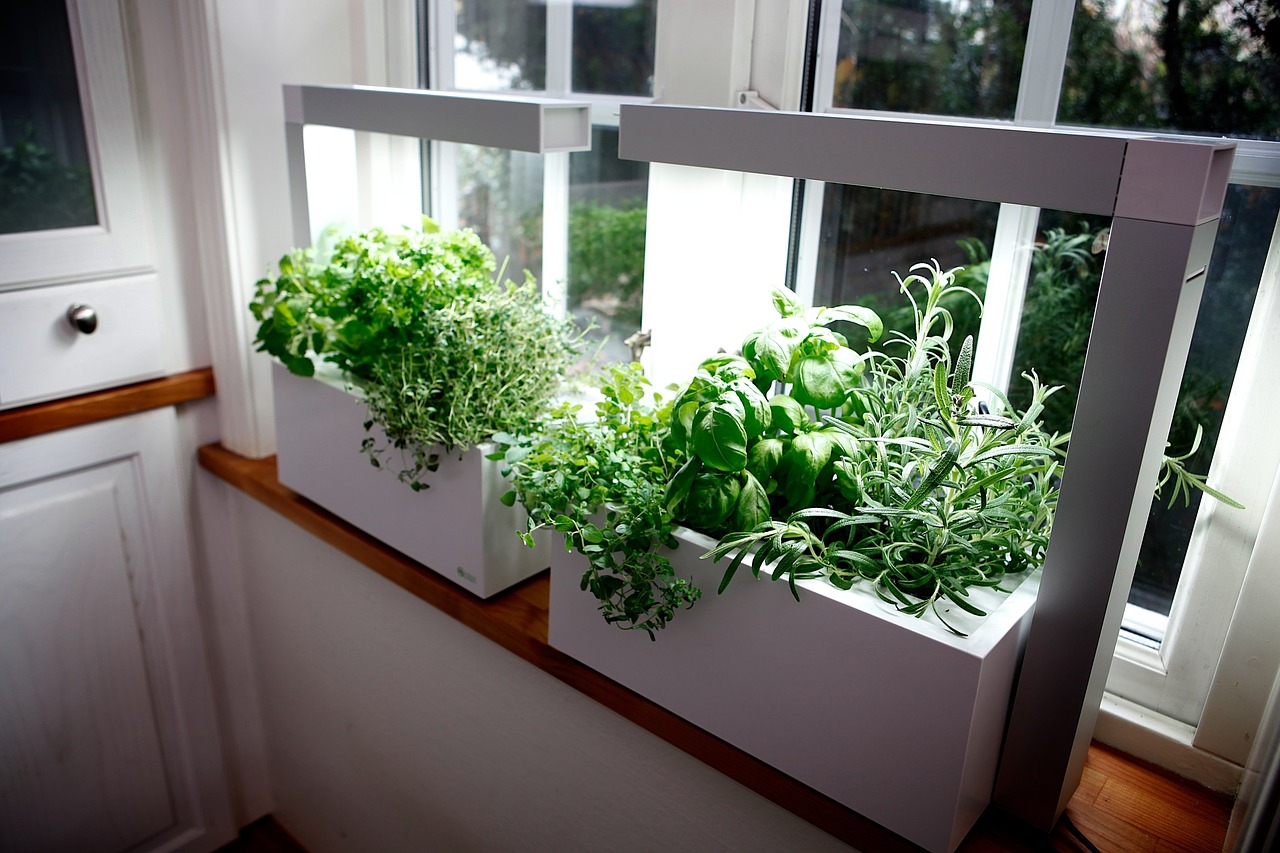 indoor vegetable garden