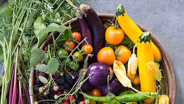Large vegetable garden plans
