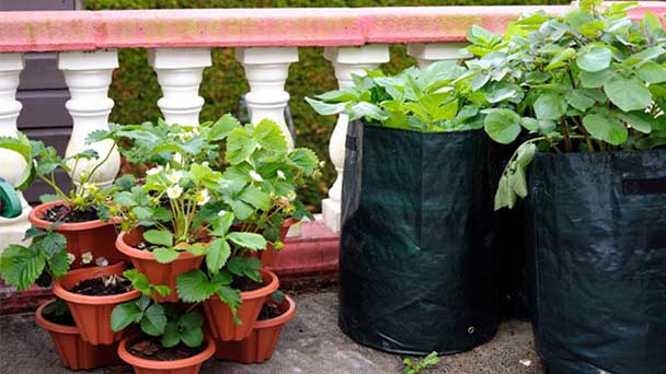 What vegetables are good for container gardening