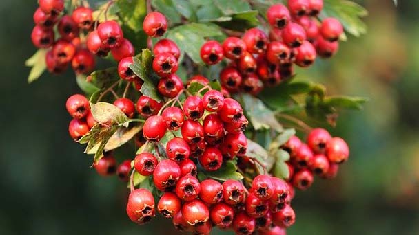 Hawthorn berry Profile