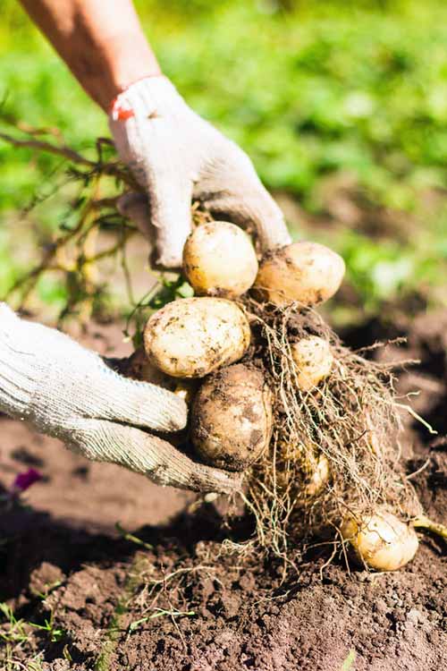 when to pick potatoes in the home garden