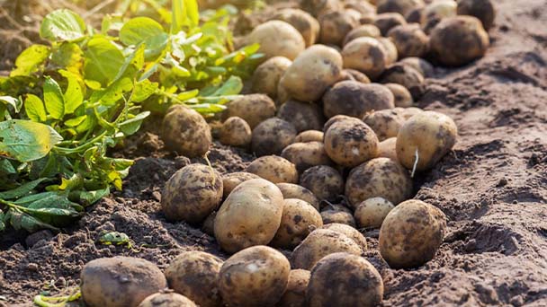 When to pick potatoes in the home garden