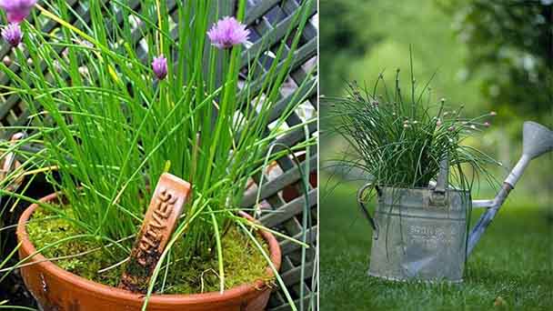 Tips for growing chives