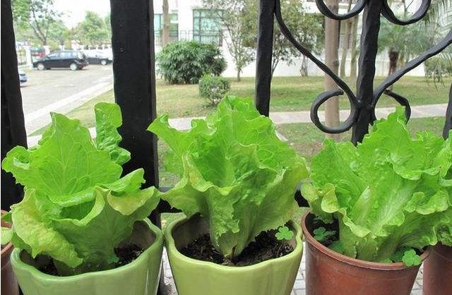 growing lettuce 