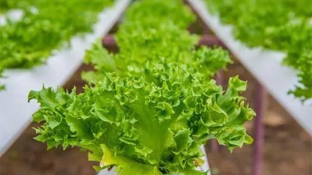 growing lettuce 