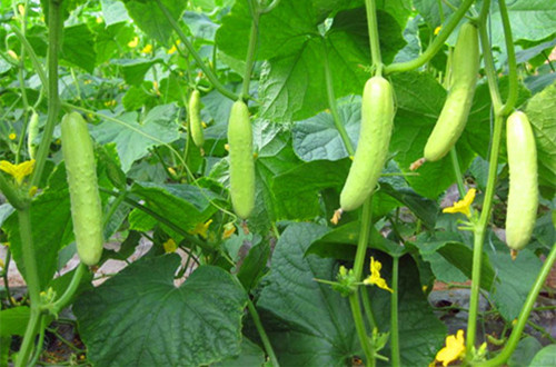 Ideas for growing cucumbers
