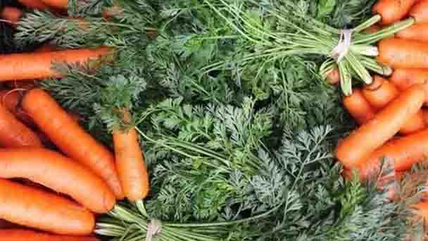 grow carrots6