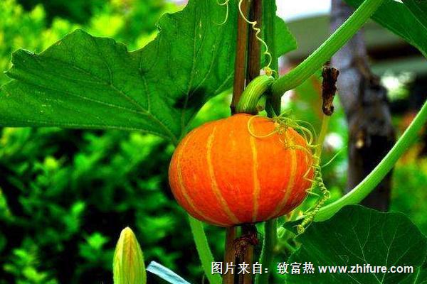 Tips for pumpkin planting