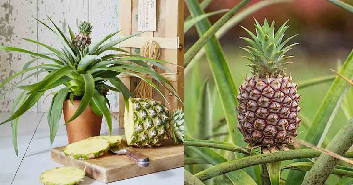 How to plant pineapple in pot