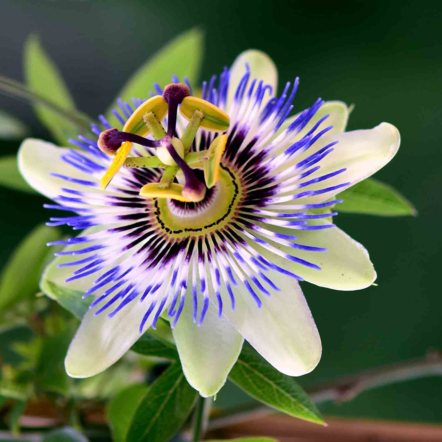 Passionflower Profile