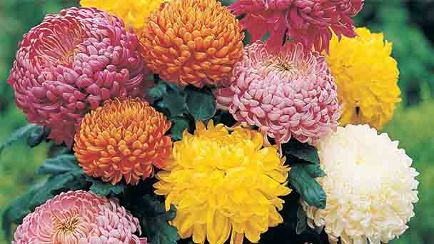 Chrysanthemum Profile