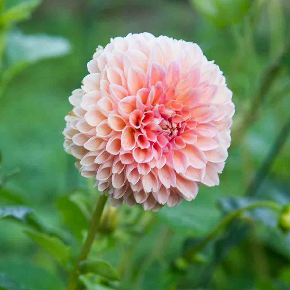 dahlia-flower