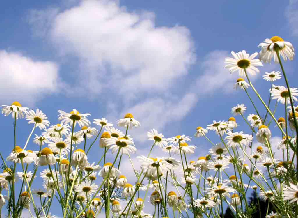 daisy-flower