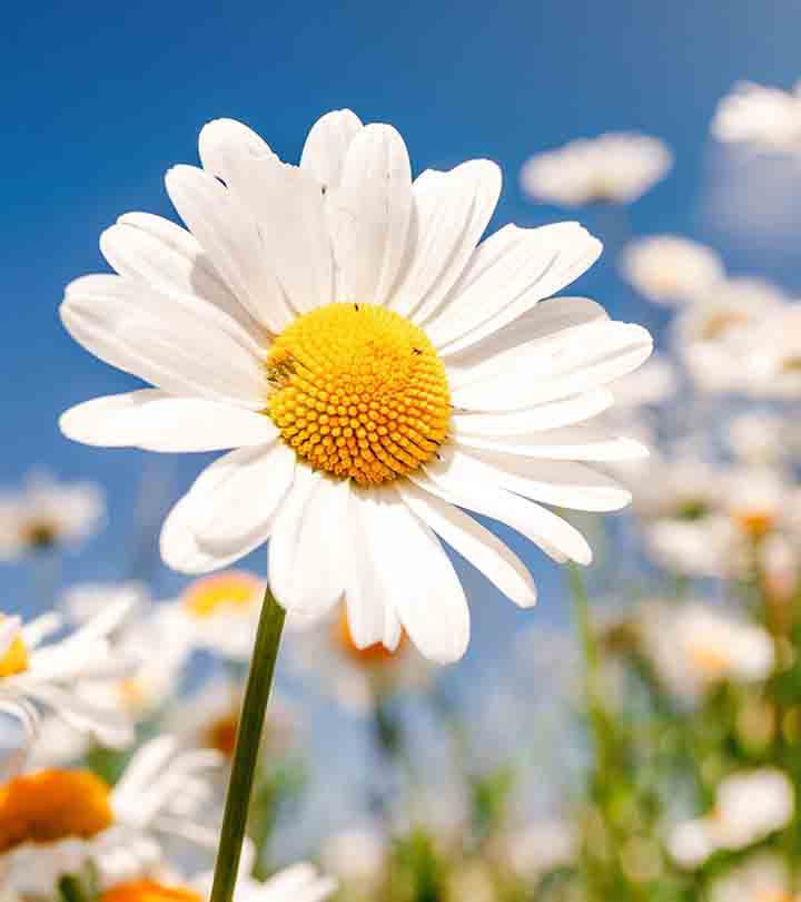 daisy-flower