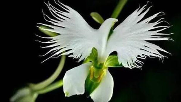 White Egret Flower Profile