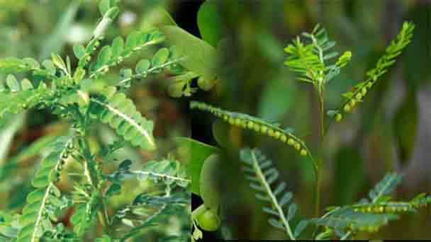 Phyllanthus Profile