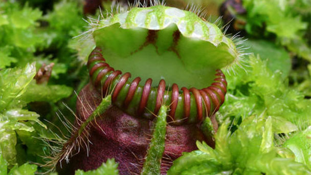 Cephalotus Follicularis (Australian Pitcher Plant) Profile