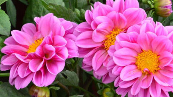 Dahlia Pinnata Profile: Flower Info, Care & Growing Instructions