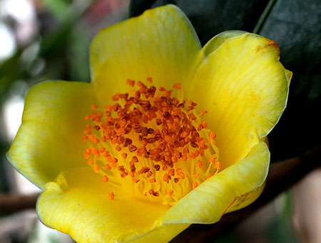 Camellia nitidissima Chi profile