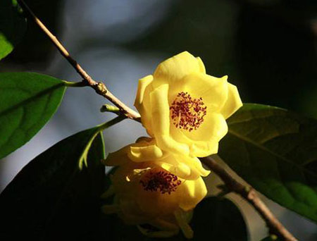 Camellia nitidissima Chi