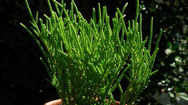 How to grow Crassula lycopodioides